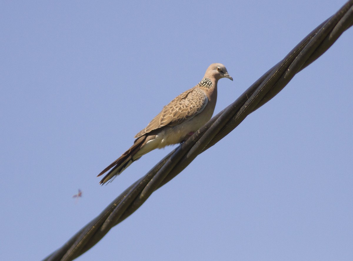 Spotted Dove (Eastern) - Greg McLachlan