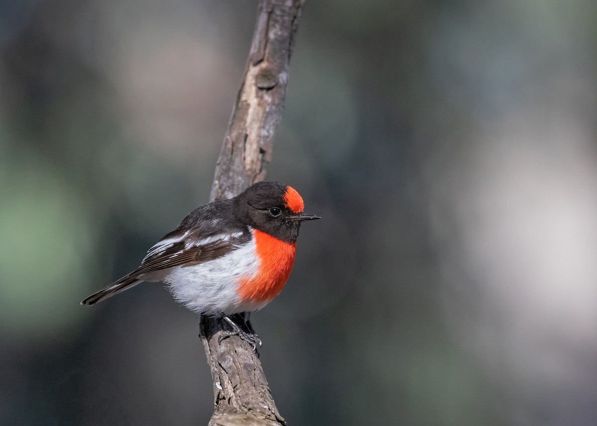 Red-capped Robin - ML617257108