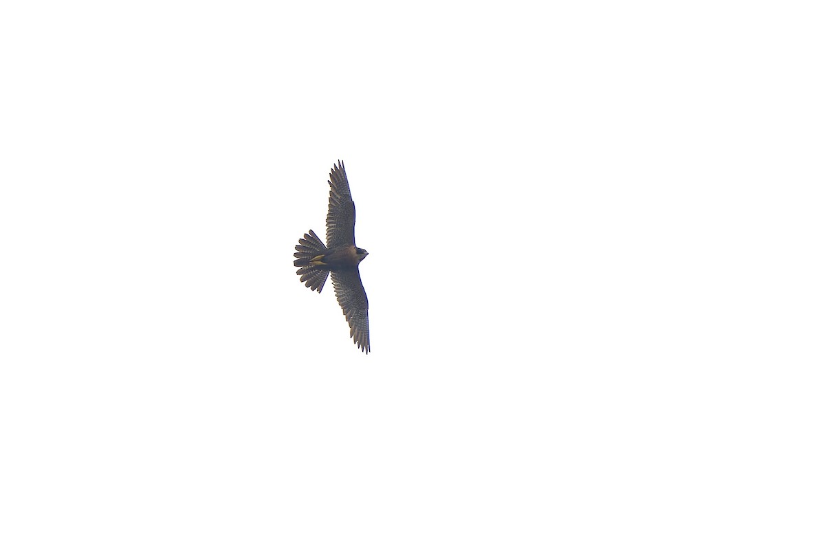 Peregrine Falcon (Shaheen) - ML617257126