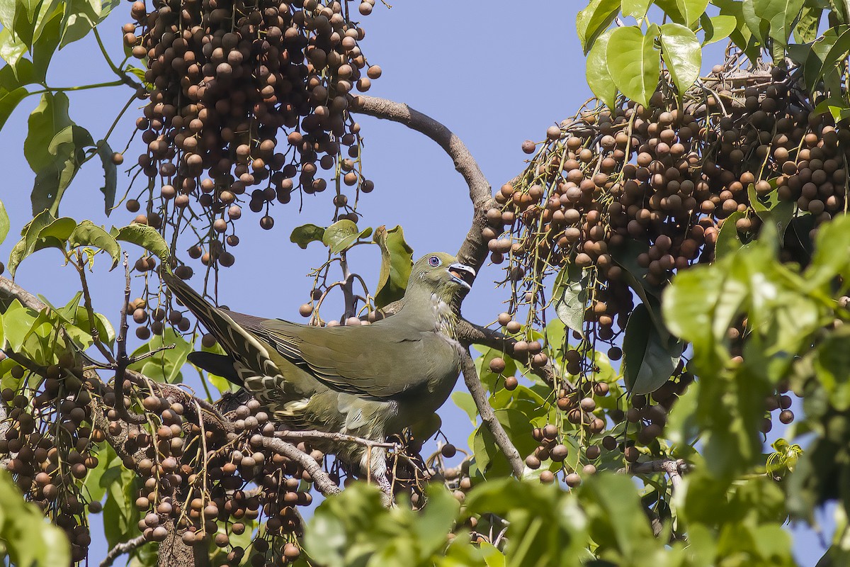 Whistling Green-Pigeon (Ryukyu) - ML617257198