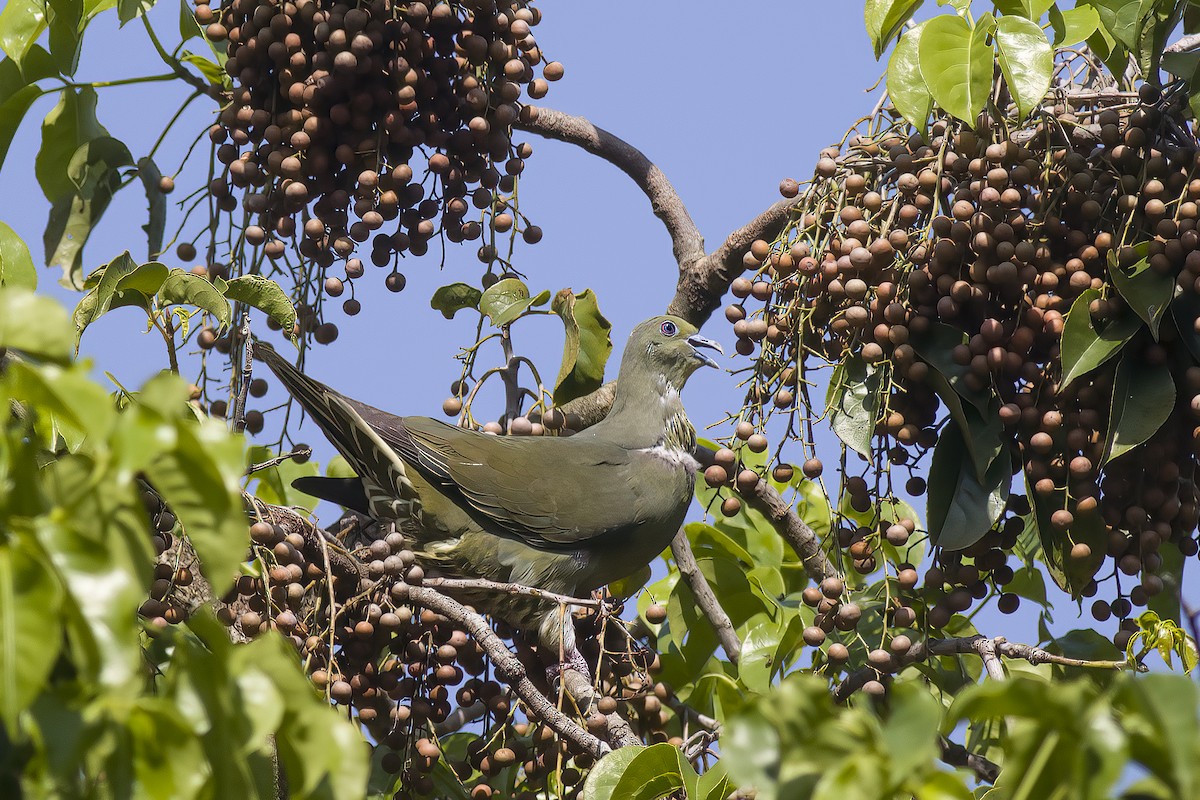 Whistling Green-Pigeon (Ryukyu) - ML617257201