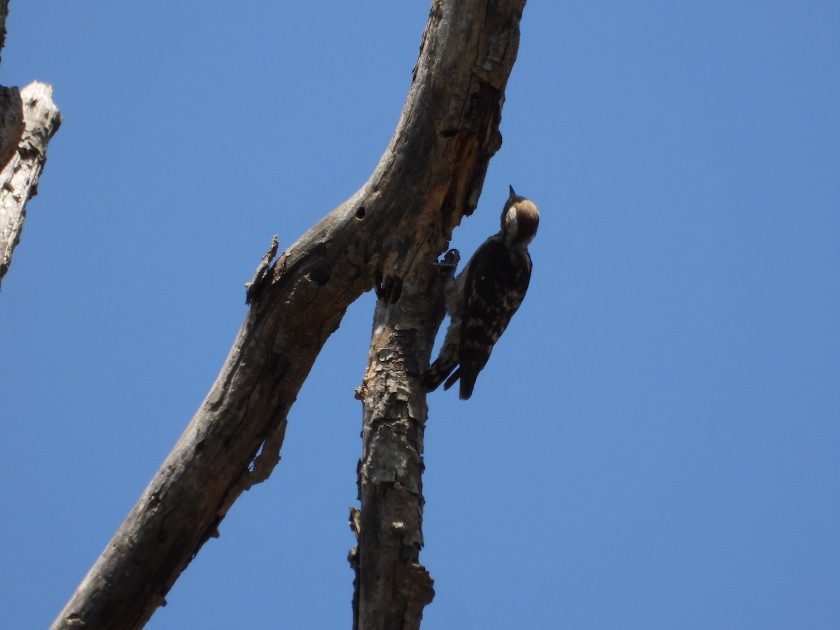 Brown-capped Pygmy Woodpecker - ML617257235