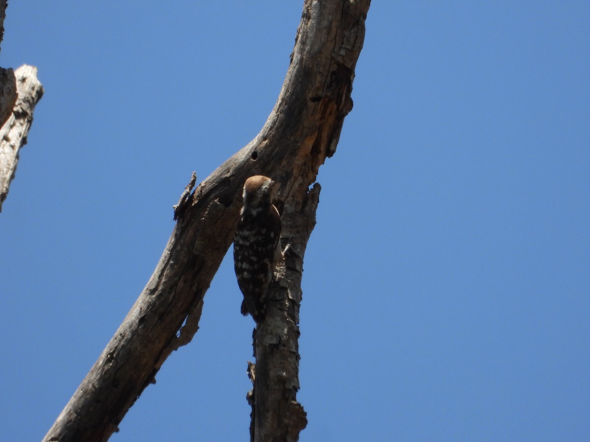 Brown-capped Pygmy Woodpecker - Uma Vaijnath