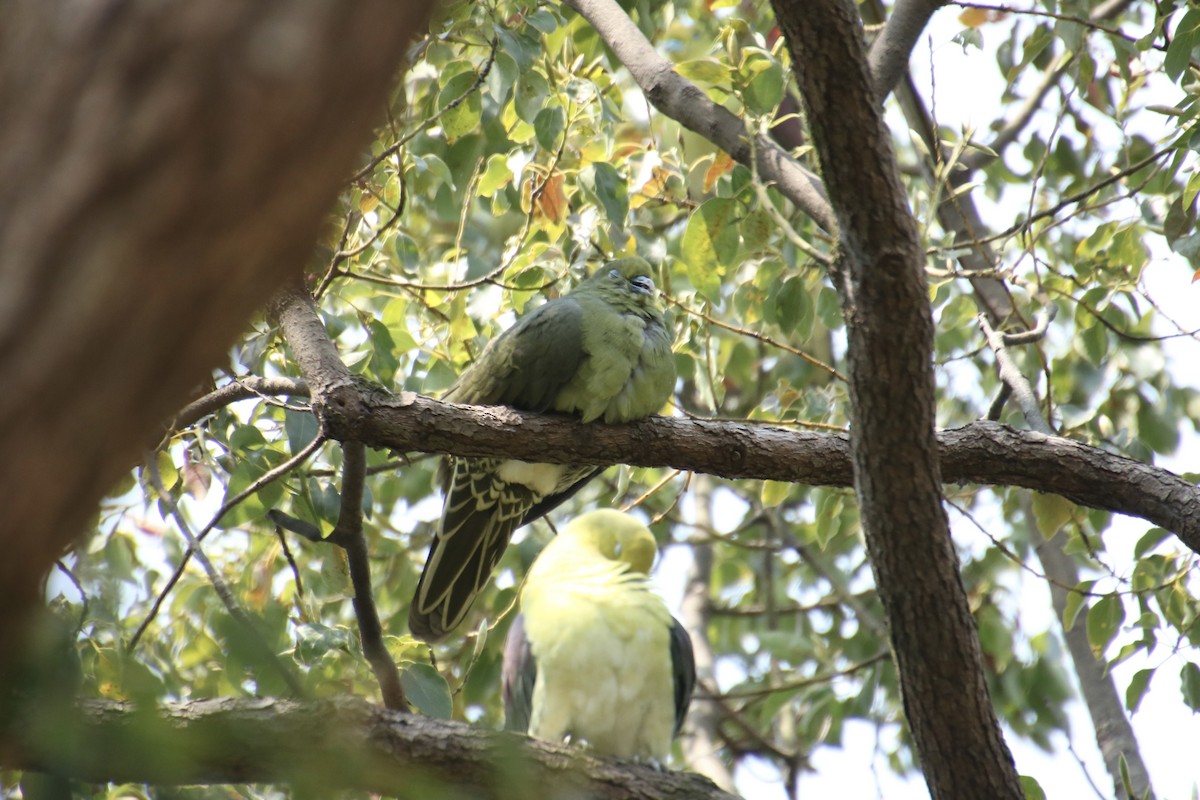 Whistling Green-Pigeon (Ryukyu) - ML617257241