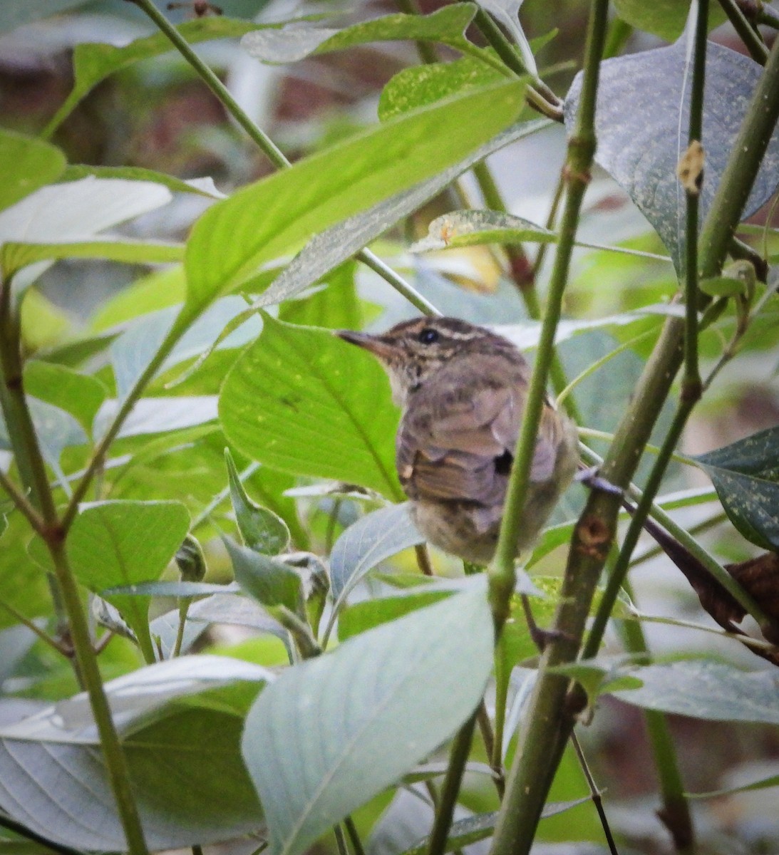 Large-billed Leaf Warbler - Uma Vaijnath
