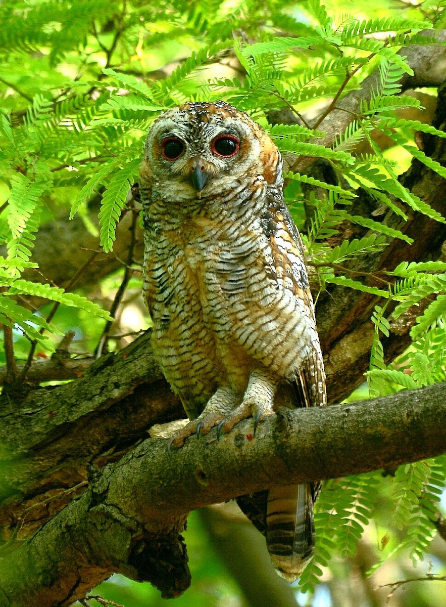 Mottled Wood-Owl - ML61725741
