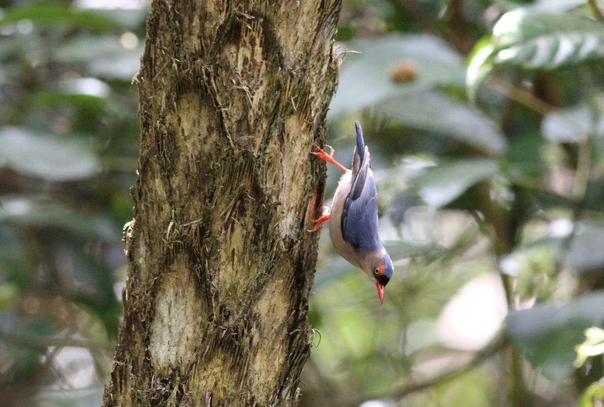Velvet-fronted Nuthatch - ML617257452