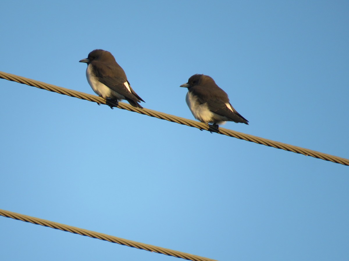 White-breasted Woodswallow - ML617257588