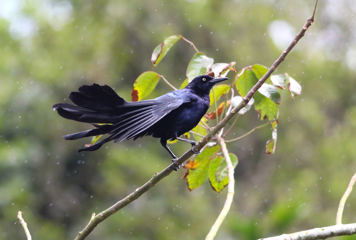 Great-tailed Grackle - ML617257589