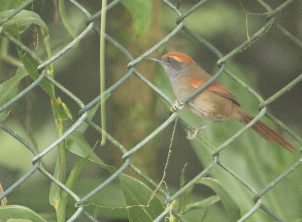 Rufous-capped Spinetail - ML617257627