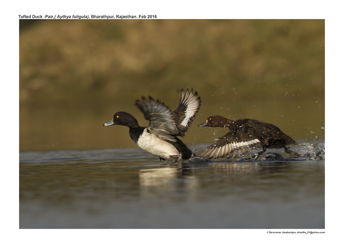 Tufted Duck - ML617257666