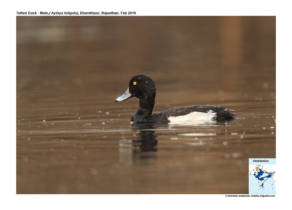 Tufted Duck - ML617257667