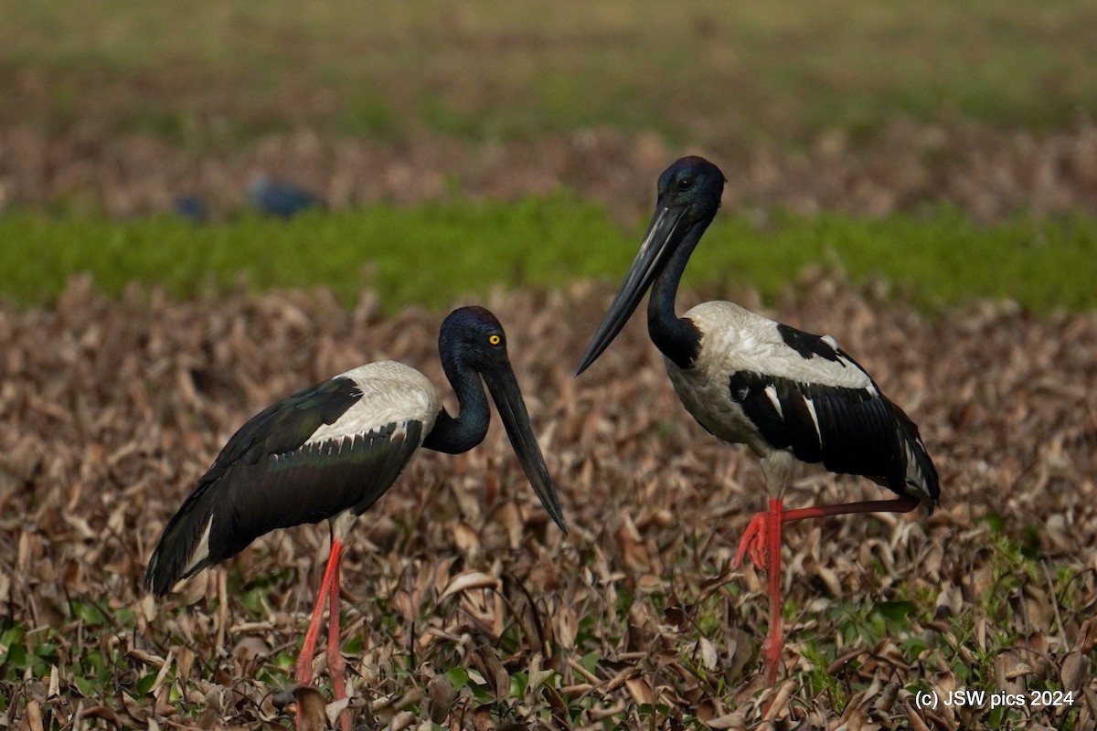 Black-necked Stork - ML617257773