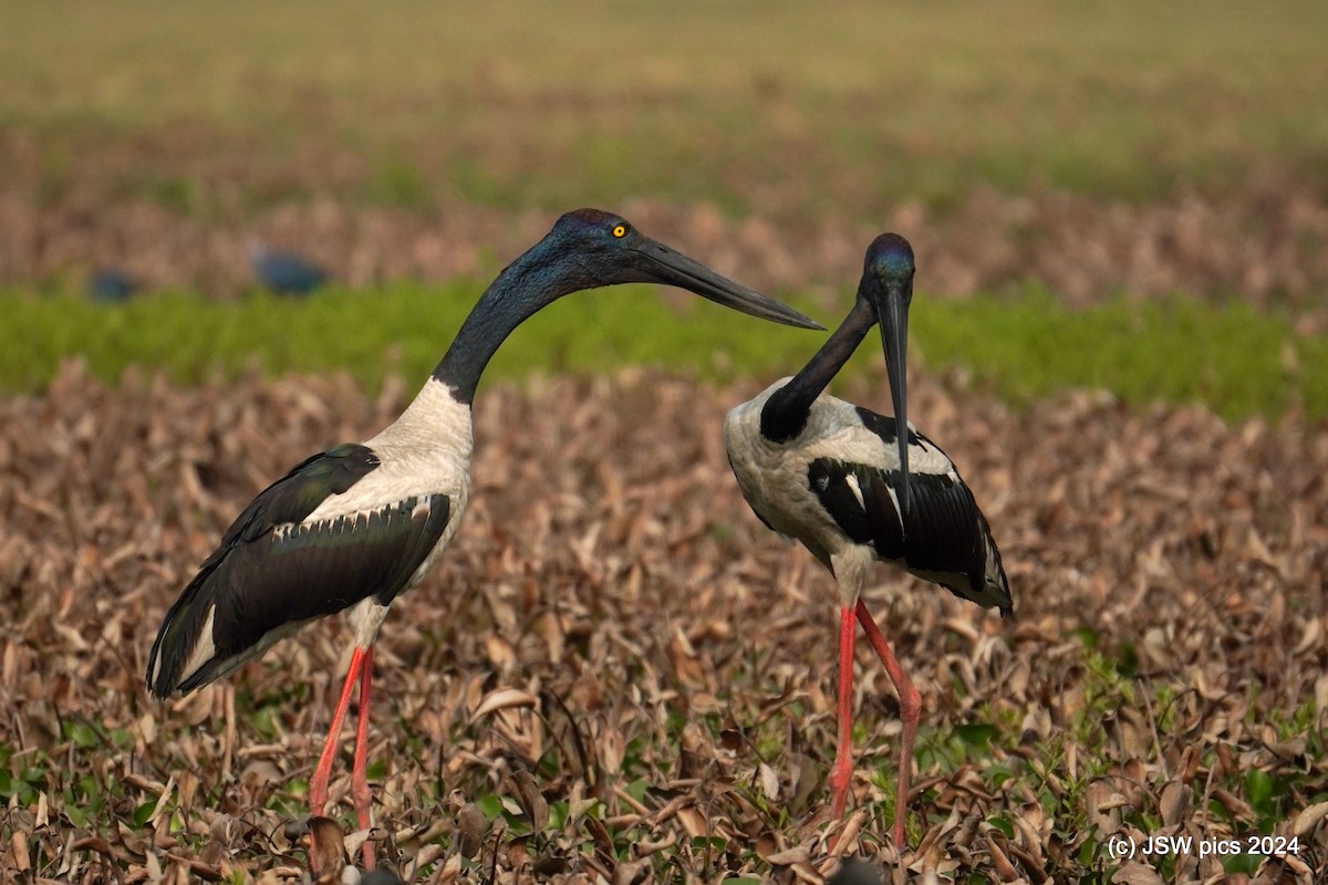 Black-necked Stork - ML617257774