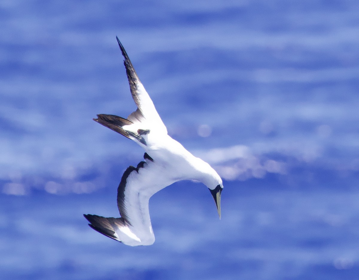 Masked Booby - ML617257782