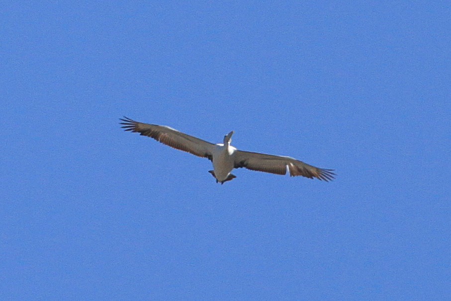 Australian Pelican - ML617257844