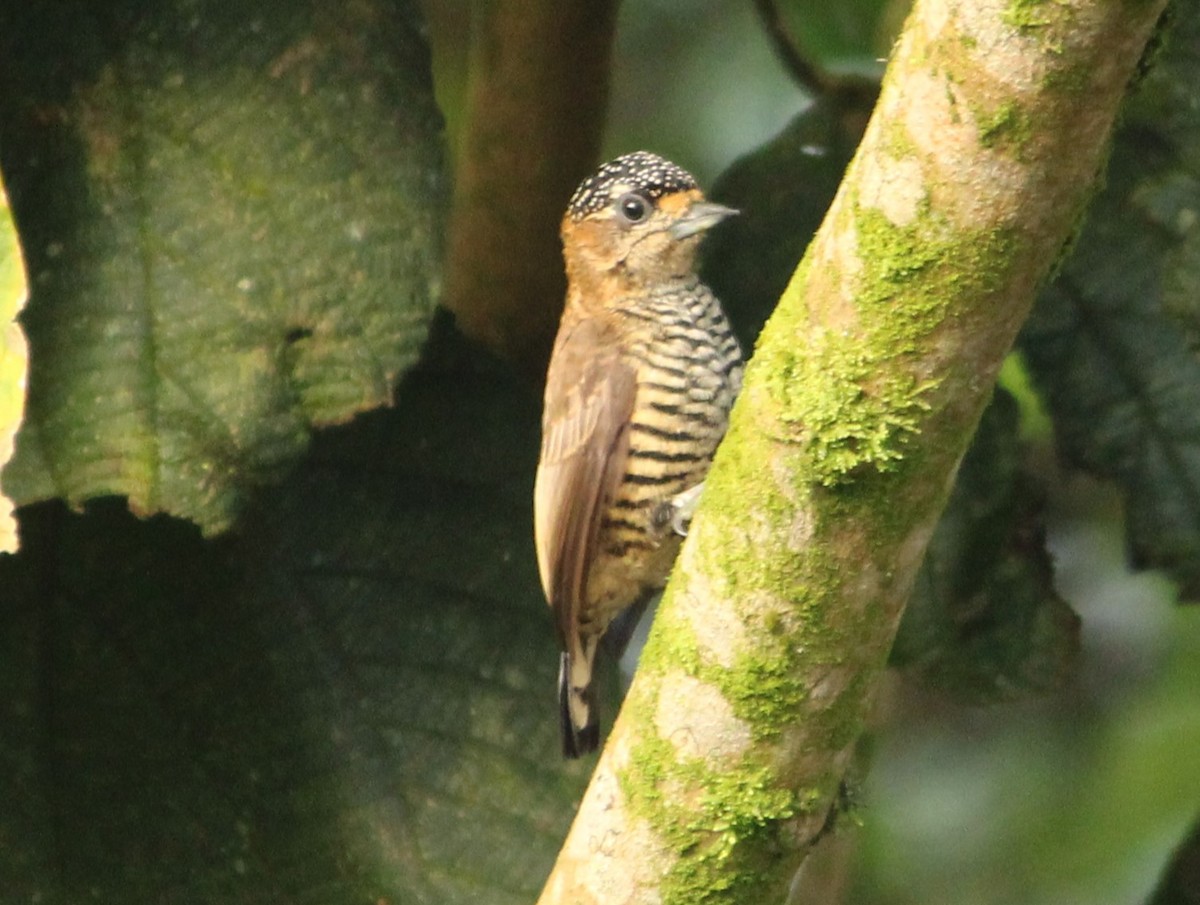 Ochre-collared Piculet - ML617257847