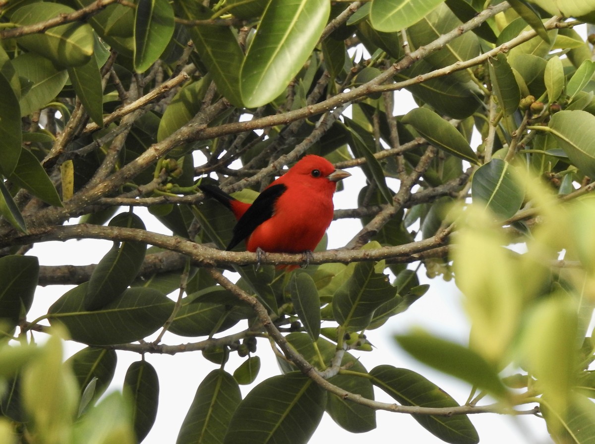 Scarlet Tanager - ML617257883