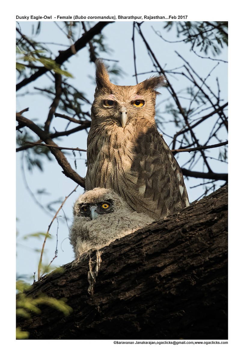 Dusky Eagle-Owl - Saravanan Janakarajan