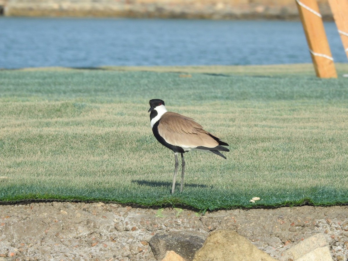 Spur-winged Lapwing - ML617258082