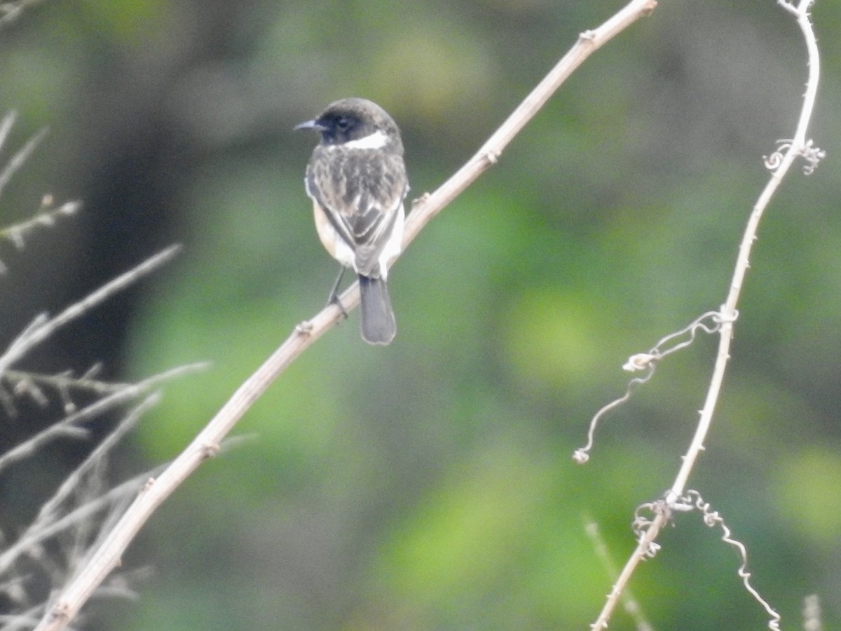 African Stonechat (African) - ML617258117