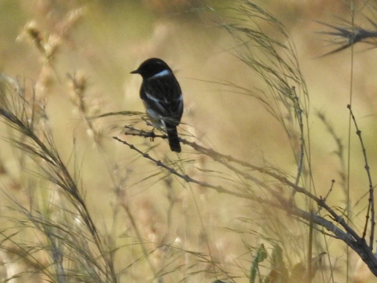 African Stonechat (African) - Nick Odio