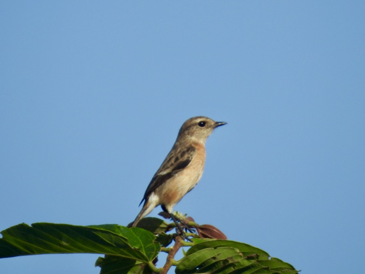 African Stonechat (African) - ML617258119