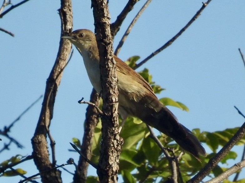 Fan-tailed Grassbird - ML617258181