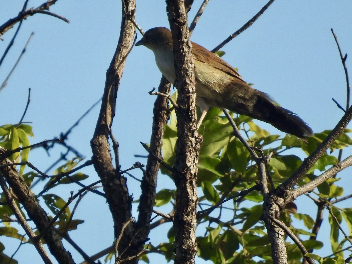 Fan-tailed Grassbird - Nick Odio