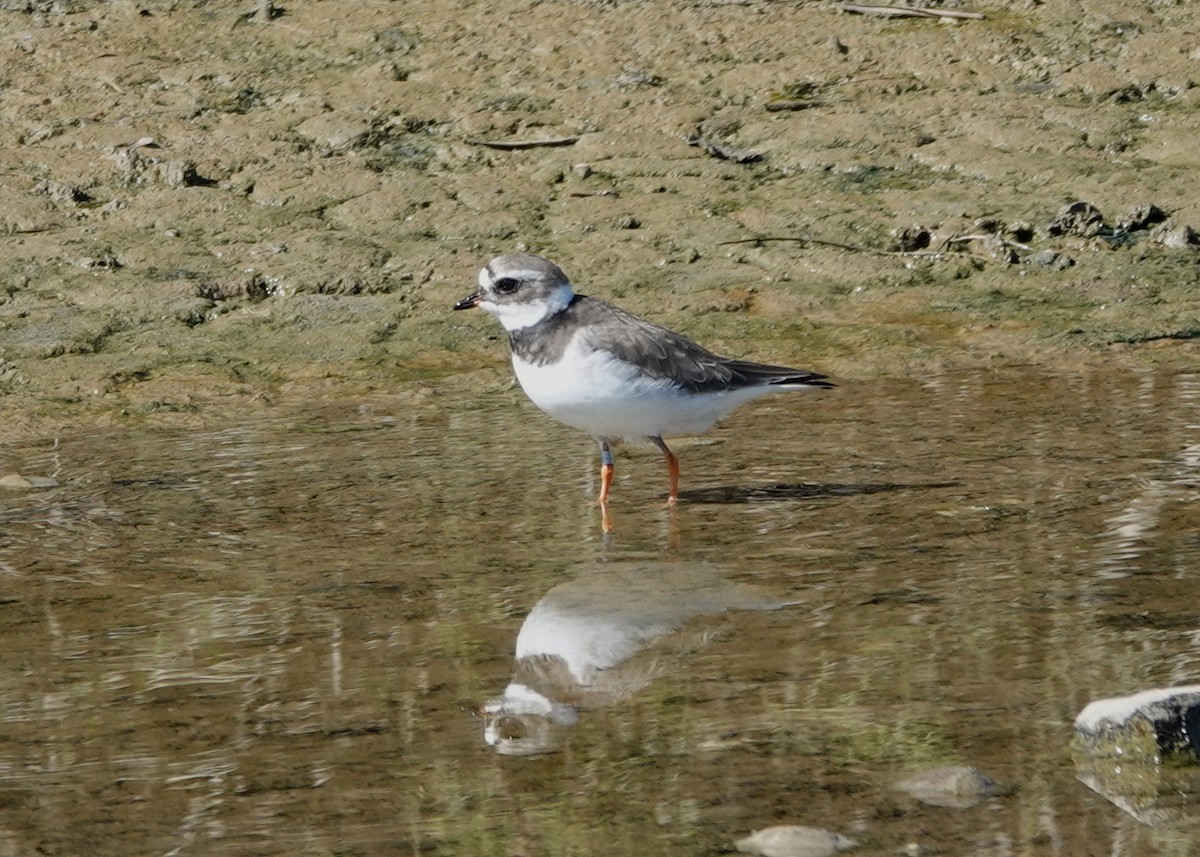 Common Ringed Plover - ML617258210