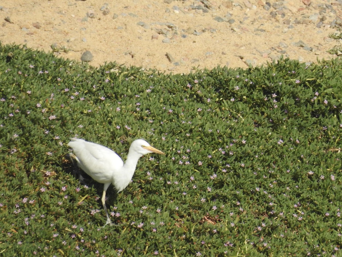 Египетская цапля (ibis) - ML617258312