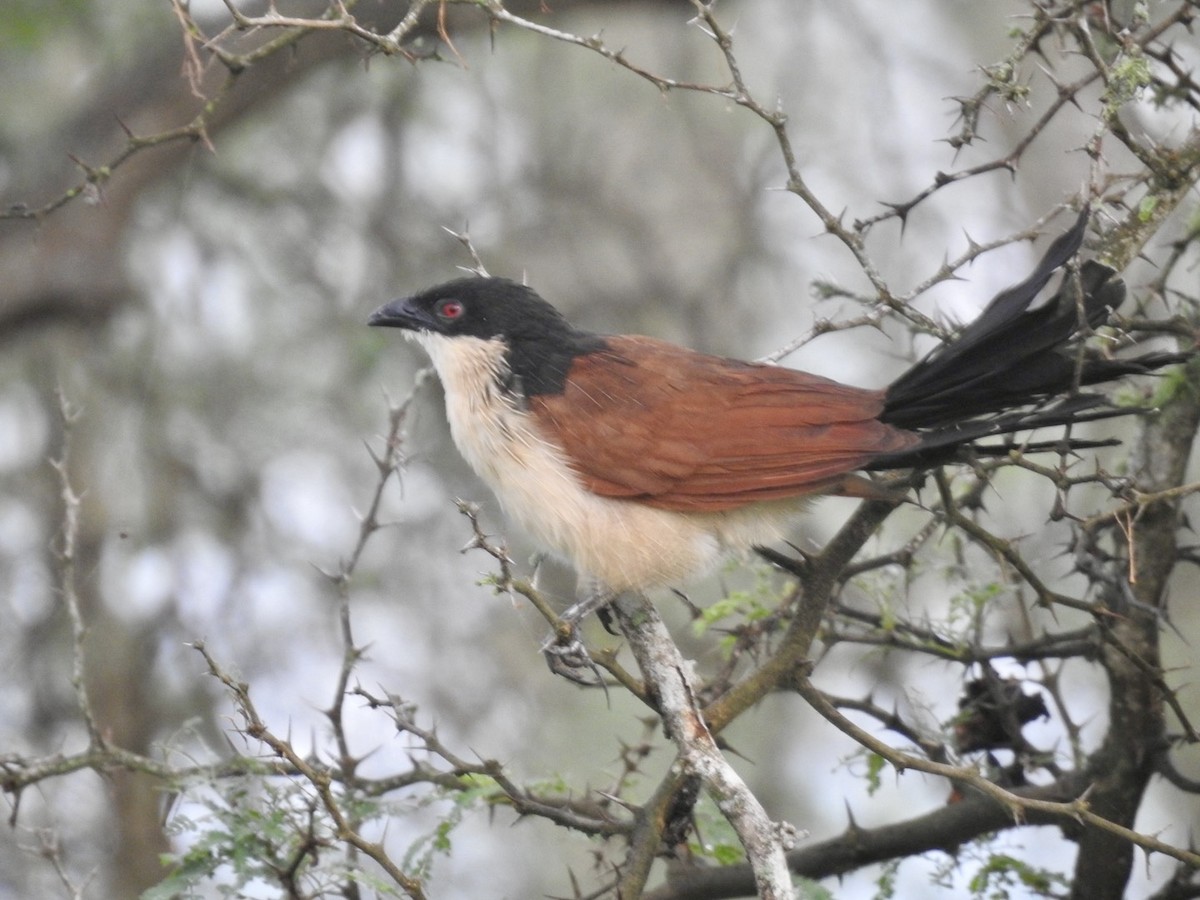 White-browed Coucal (Burchell's) - ML617258323