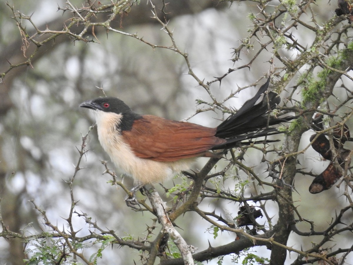White-browed Coucal (Burchell's) - ML617258324