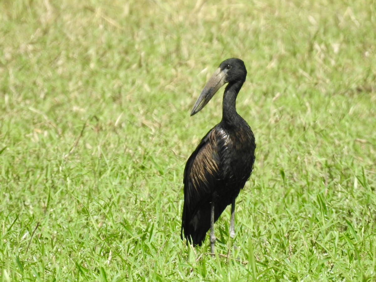 African Openbill - Nick Odio