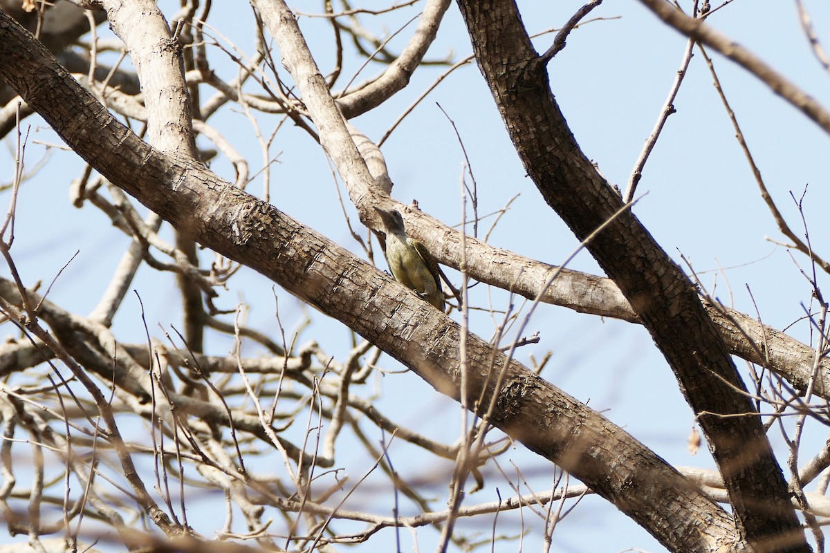 Fine-spotted Woodpecker - ML617258406