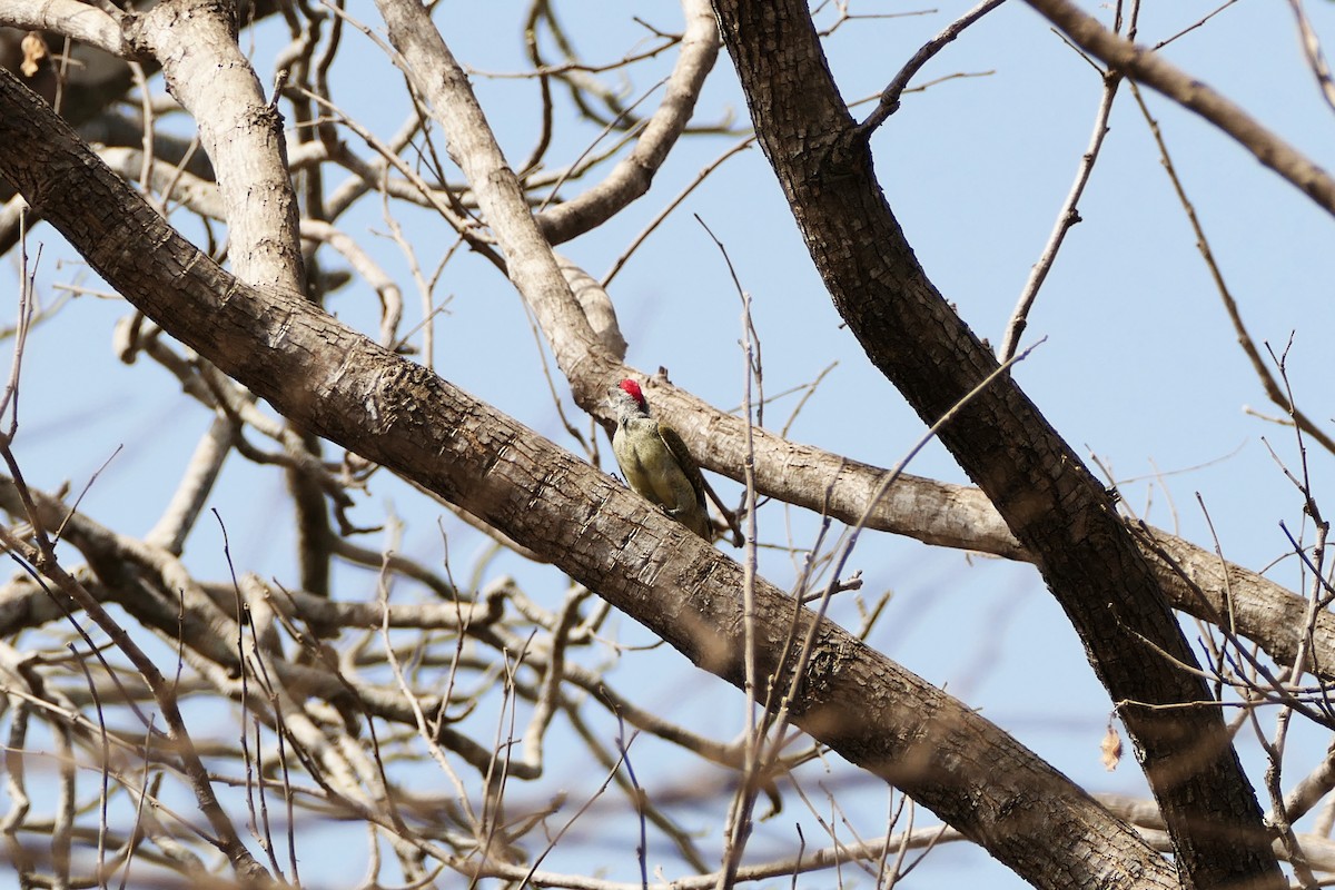 Fine-spotted Woodpecker - ML617258407