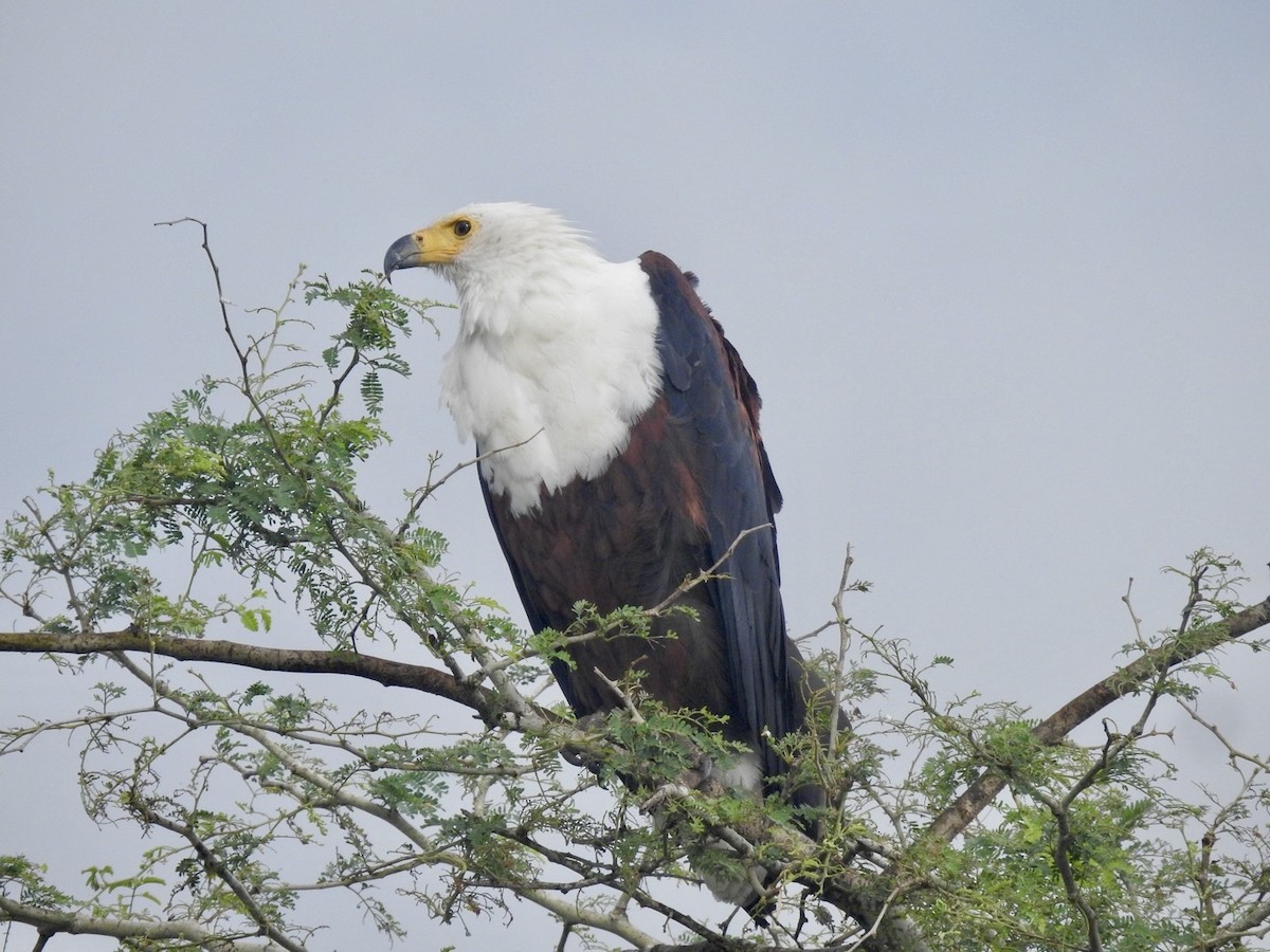 African Fish-Eagle - ML617258457