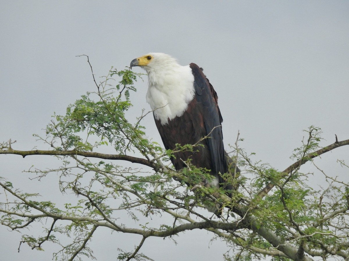 African Fish-Eagle - ML617258460