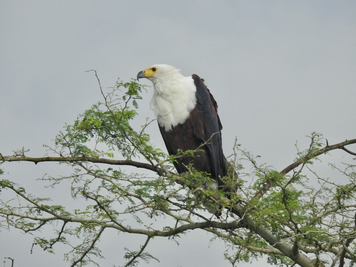 African Fish-Eagle - ML617258464