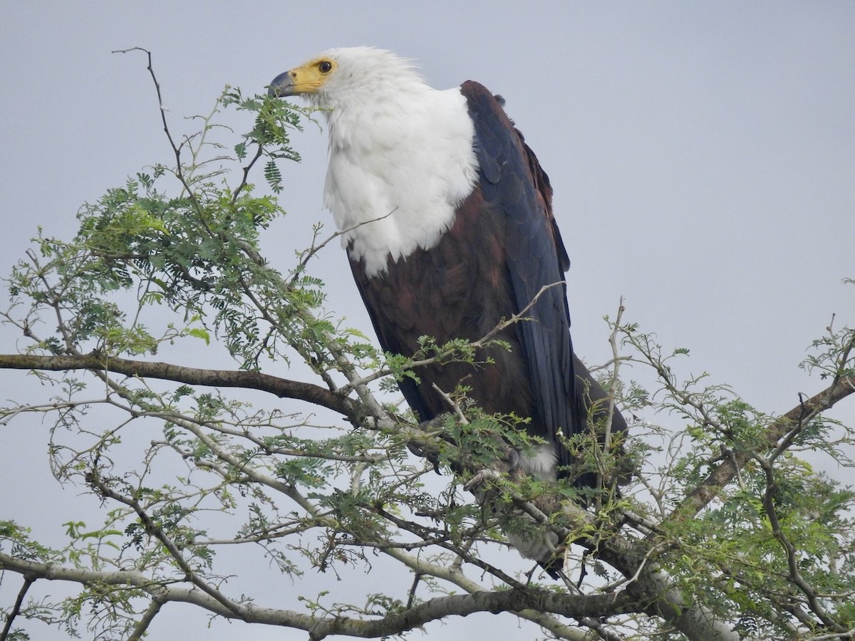 African Fish-Eagle - ML617258466