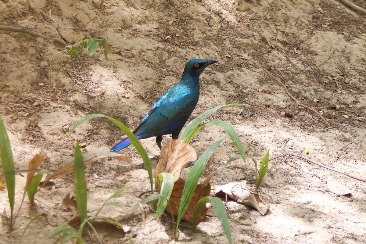 Bronze-tailed Starling - ML617258467