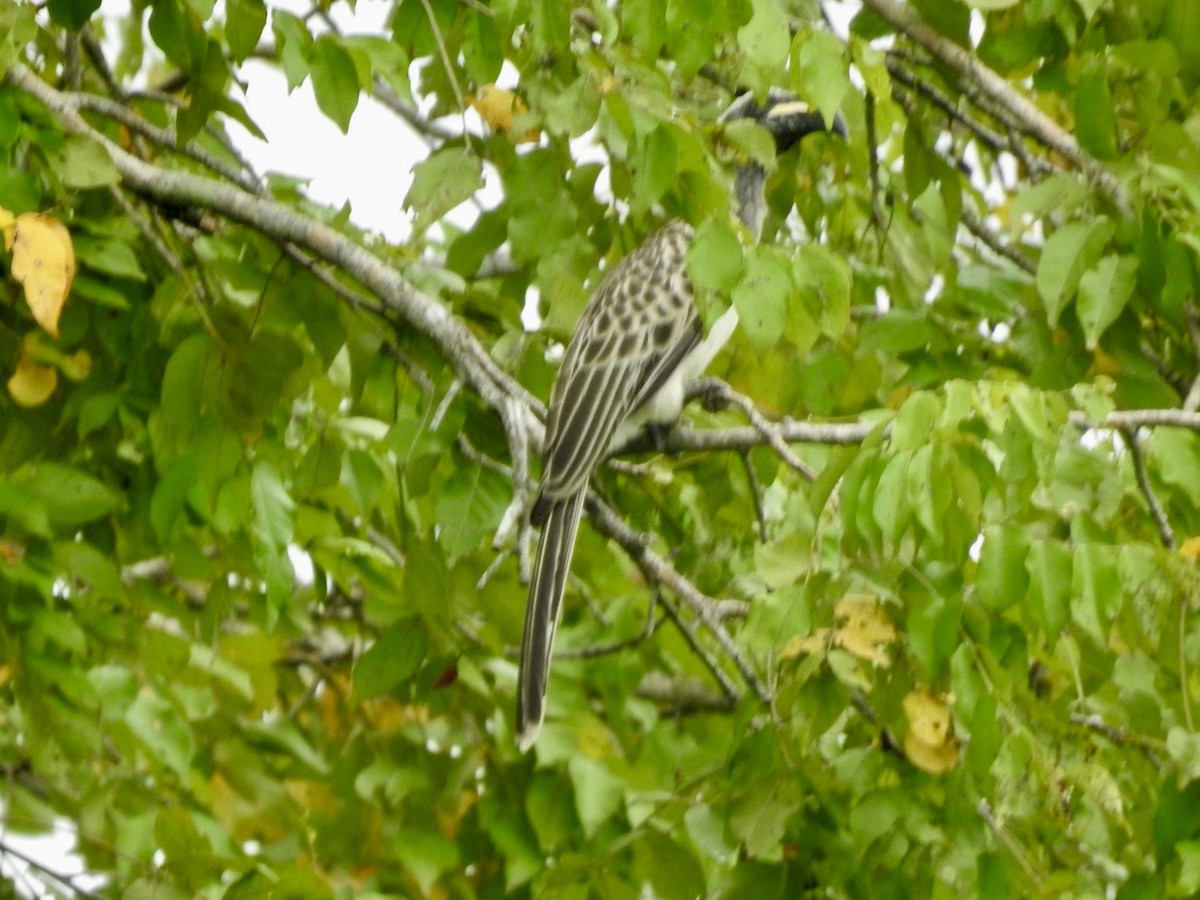 African Gray Hornbill - ML617258477