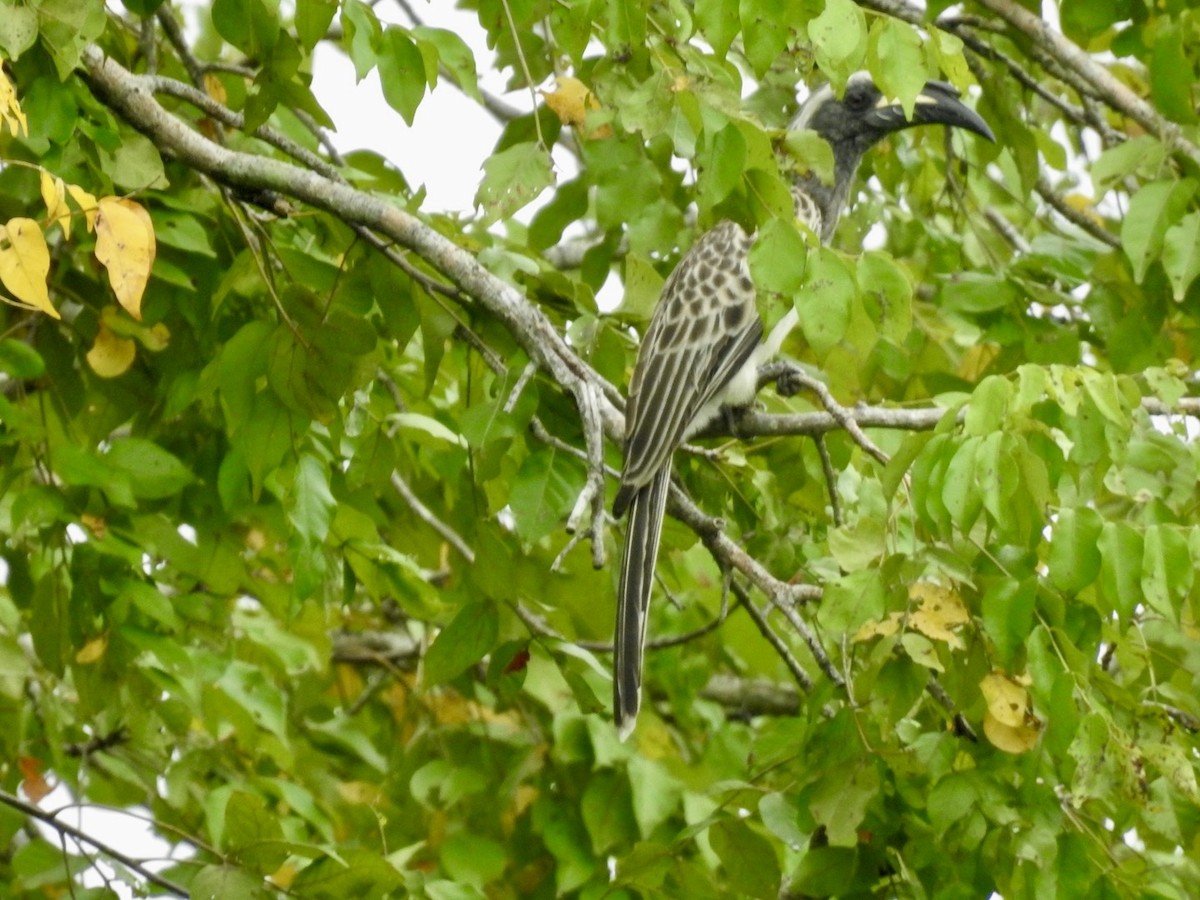 African Gray Hornbill - ML617258478