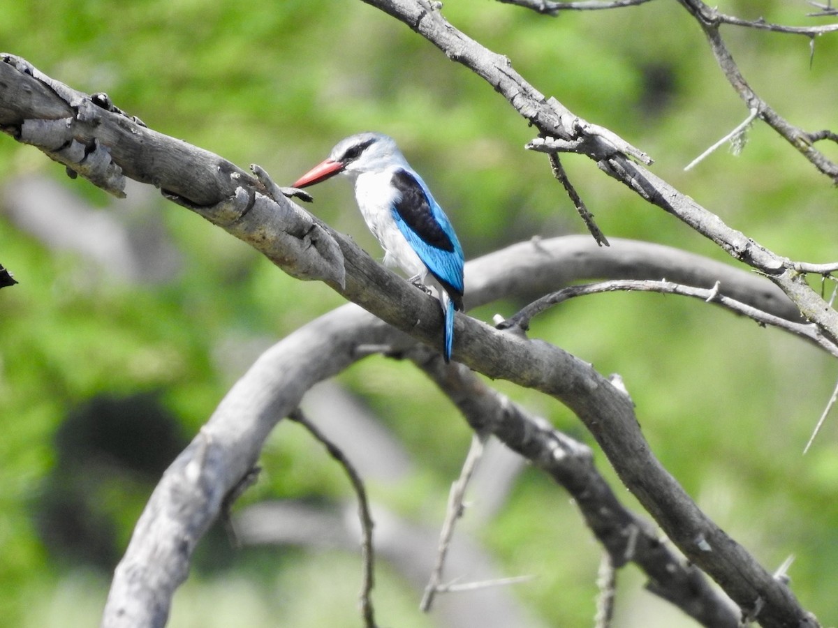 Woodland Kingfisher - Nick Odio