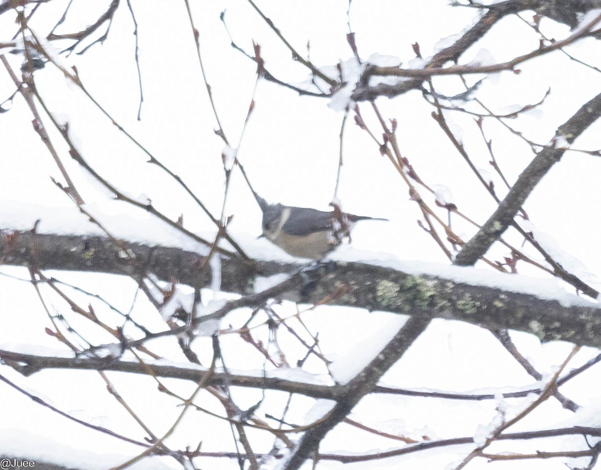 Gray-crested Tit - ML617258522
