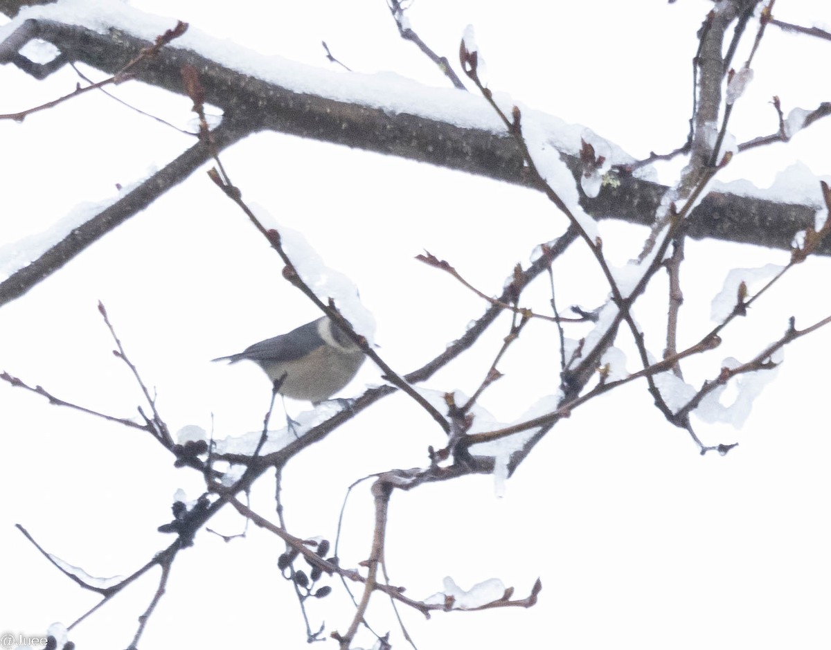 Gray-crested Tit - ML617258523
