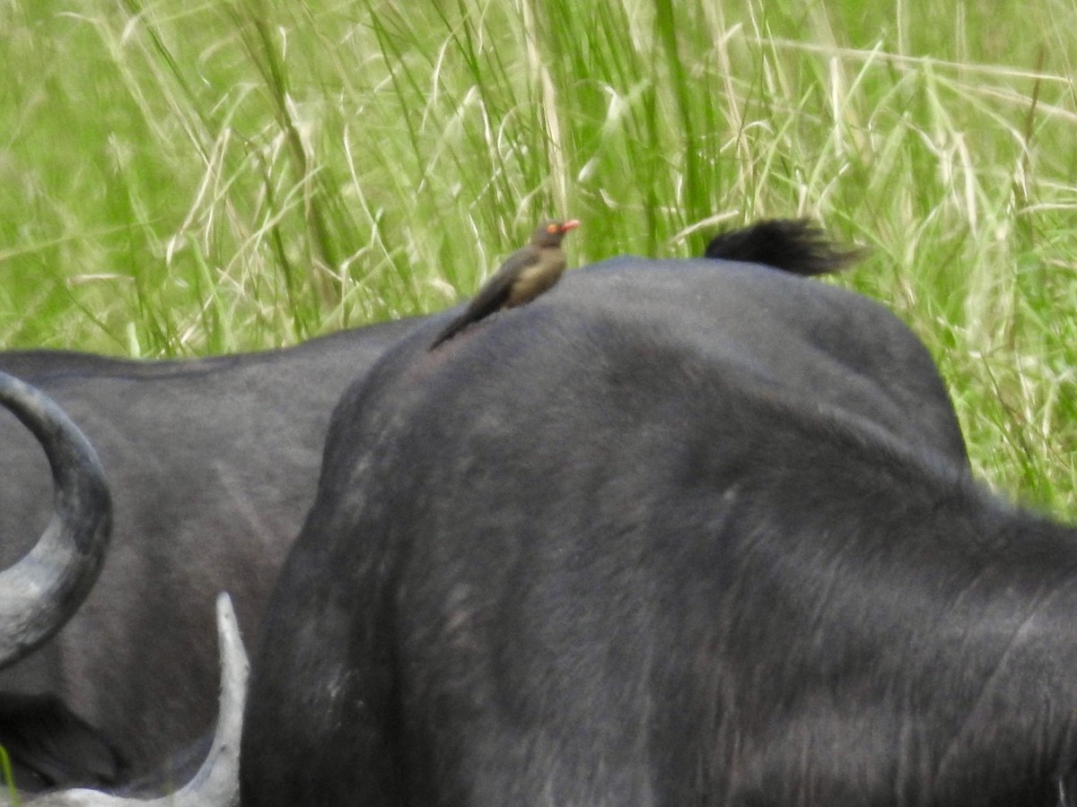 Red-billed Oxpecker - ML617258527