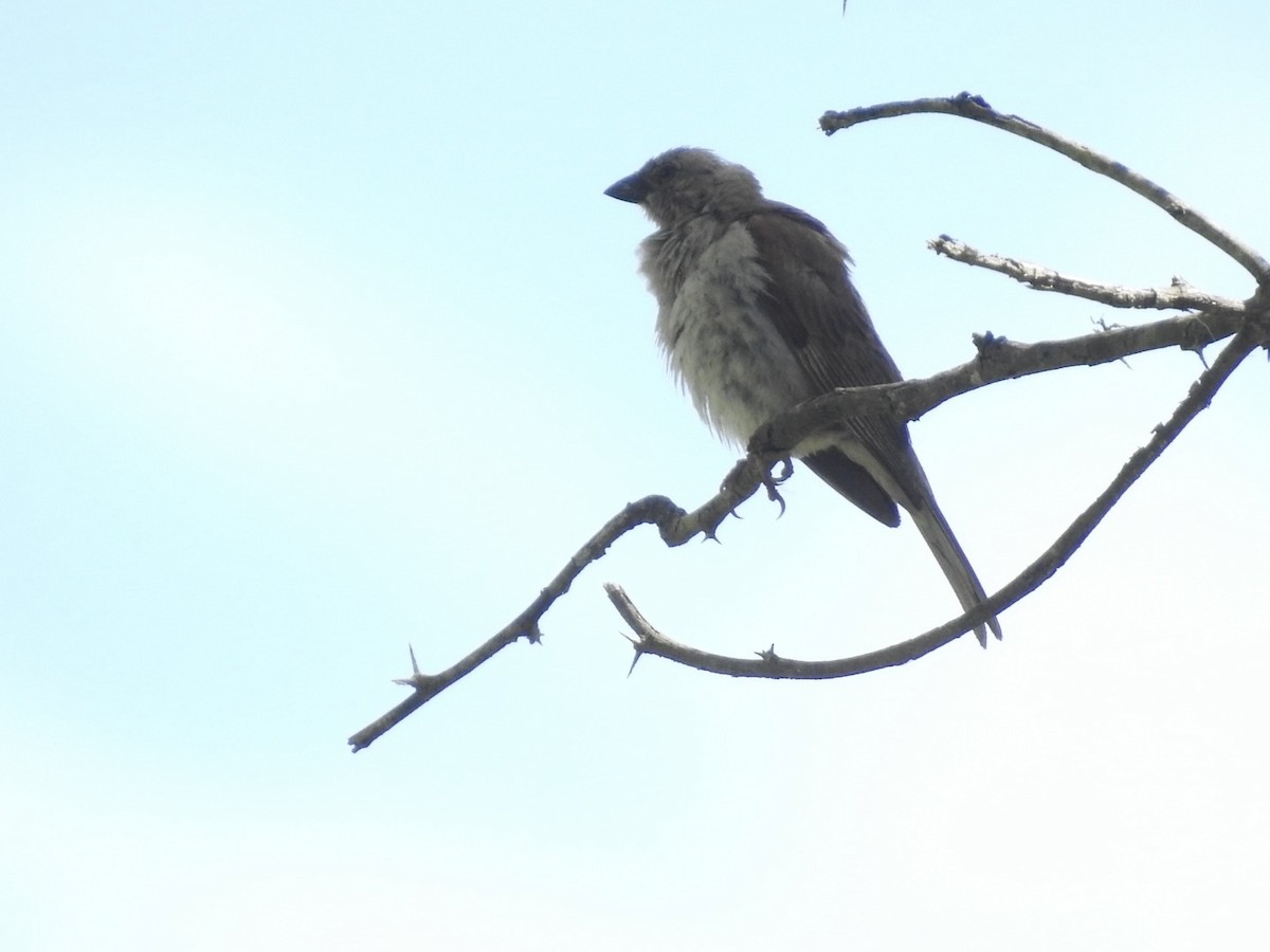 Southern Gray-headed Sparrow - ML617258534