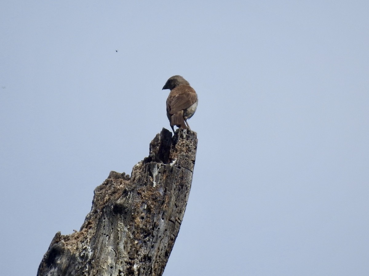Southern Gray-headed Sparrow - ML617258535