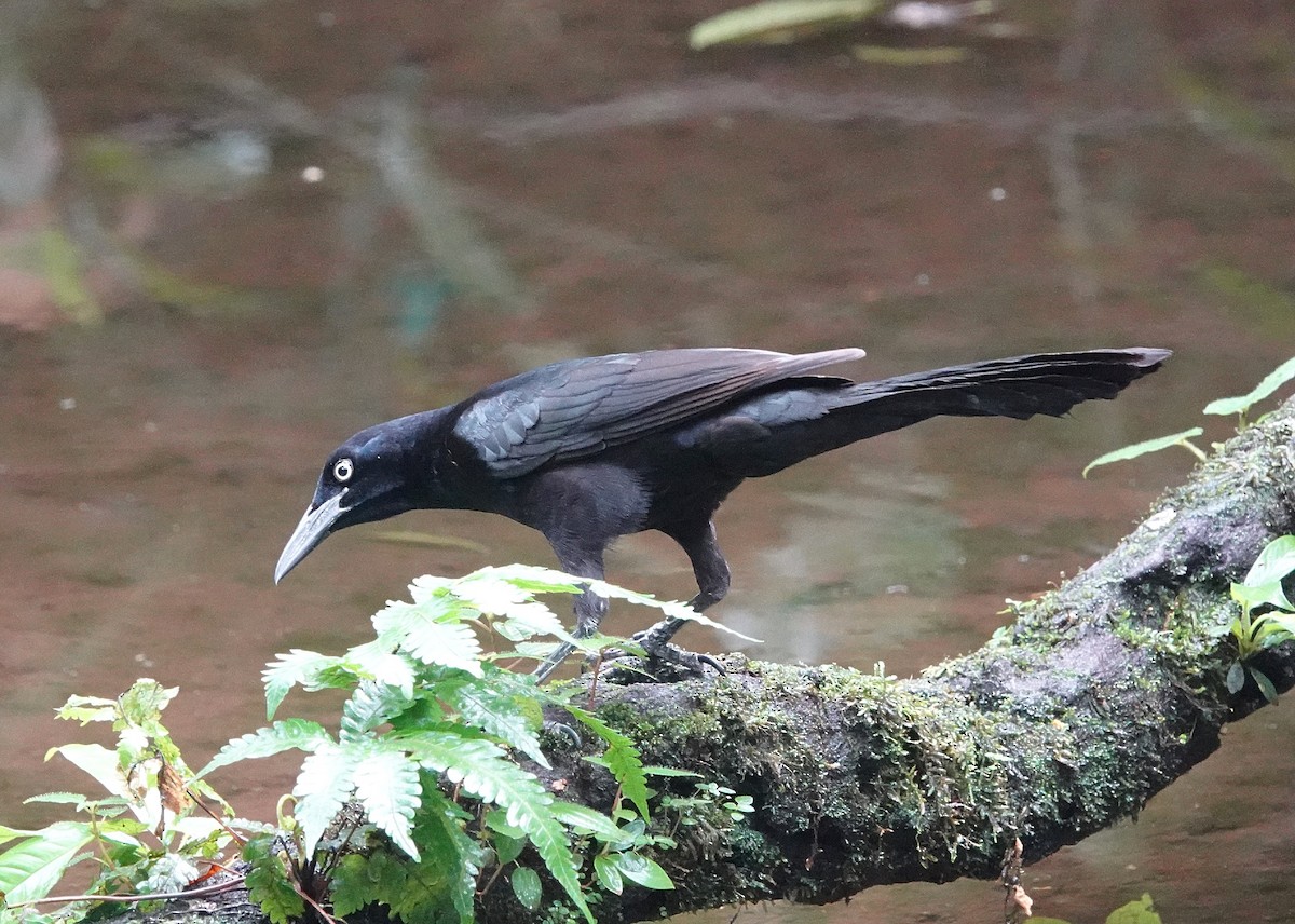 Great-tailed Grackle - ML617258558